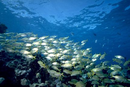 wavex001001.jpg